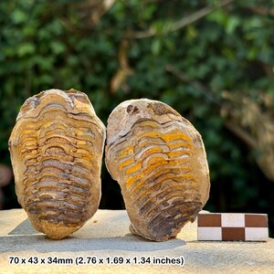 May include: Two fossilised trilobites with a layered, segmented appearance. The fossils display a mix of tan, brown, and yellow hues. The dimensions are 70 x 43 x 34mm. A small checkerboard object is in the foreground.