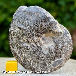 May include: A fossilized ammonite with intricate white patterns on a dark gray surface. The fossil measures 2.56 x 2.01 x 0.63 inches. A small yellow cube is in the foreground.