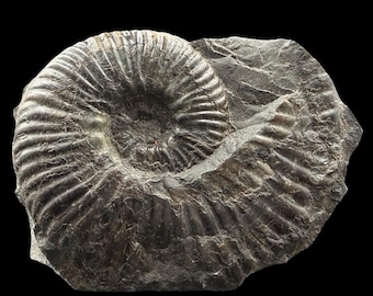 4" fossil ammonite eparietites tenellus jurassic robin hoods bay uk genuine specimen certificate authenticity rare collector display