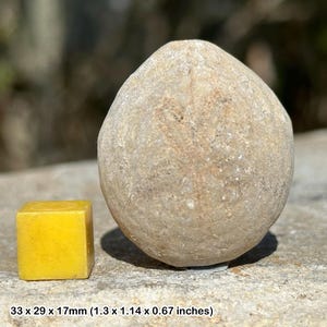 Dendraster echinoid fossil - miocene, indonesia - 100% genuine specimen with coa