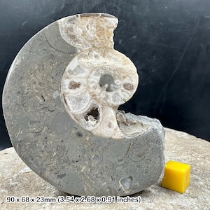 Vascoceras ammonite fossil half (b grade) – cretaceous marine cephalopod – nigeria – 100% genuine with certificate