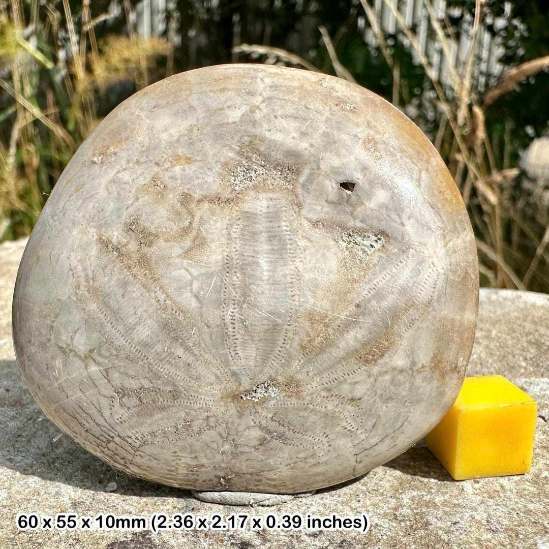 Sand Dollar Echinoid [encope Californicus] Fossil, Mexico Pliocene ...