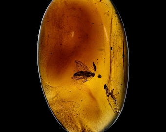 9900万年前のビルマ産琥珀の化石 – 紫外線蛍光琥珀の中の昆虫