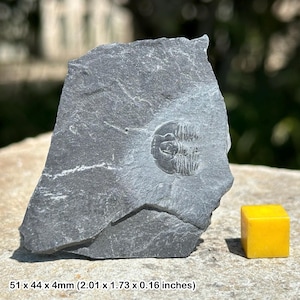 Elrathia trilobite fossil - genuine specimen - cambrian usa certificated