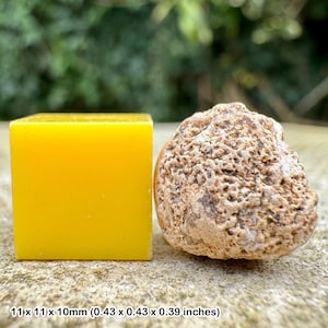 Unique cretaceous fossil sponge from beddington, uk - certified authentic with coa