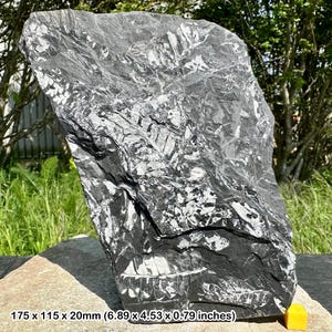 Fossil fern (pecopteris and neuropteris), world famous fossil leaf from pennsylvania, usa, carboniferous