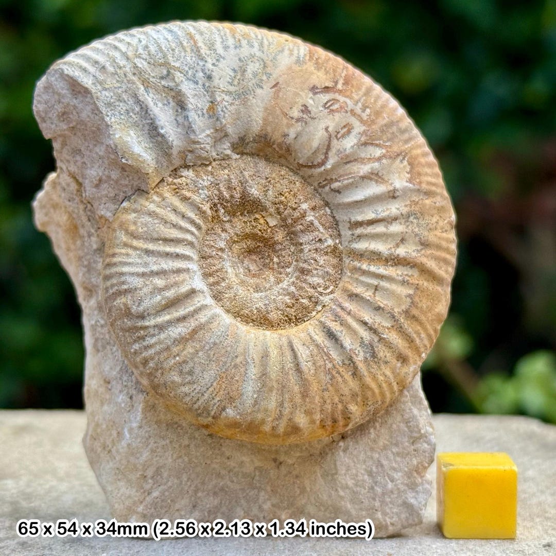 Rare Indosphinctes Calvus Fossil Ammonite, Callovian, Jurassic - Deux ...