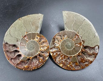 化石アンモナイト 化石ペア 研磨済み 100% 本物標本 マダガスカル 白