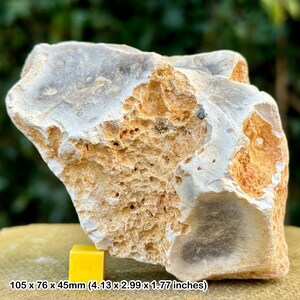 Fossil sponge in flint, grey chalk subgroup, cretaceous, white nothe, dorset, uk - genuine
