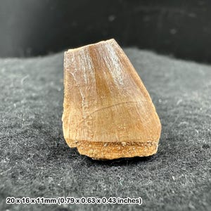化石ヘビの椎骨 – パレオフィス・マグレビアヌス – 始新世、モロッコ