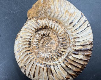 Fossilisiertes Ammonit-Meerestier, Madagaskar, Jura, echt, zertifiziert
