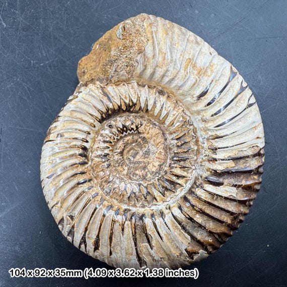 化石化したアンモナイト海洋生物、マダガスカル産ジュラ紀、本物、認証