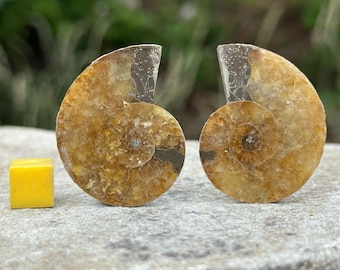 化石アンモナイト海洋動物、マダガスカルジュラ紀、本物、認定済み