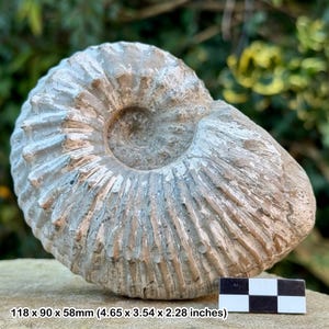 Liparoceras cheltiense ammonite fossil - lower pliensbachian, jurassic, blockley, gloucestershire, uk | 100% genuine specimen + coa
