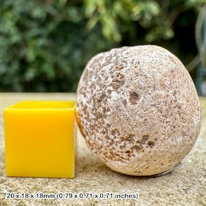 Unique cretaceous fossil sponge from beddington, uk - certified authentic with coa