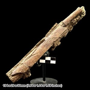 Hadrosaurus dinosaur fossil bone with metal stand - hell creek formation, upper cretaceous, south dakota usa