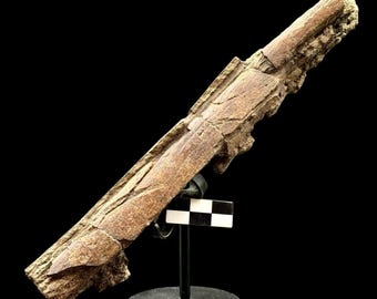 2.4インチ ハドロサウルス恐竜の化石 肋骨 ヘルクリーク層 モンタナ州