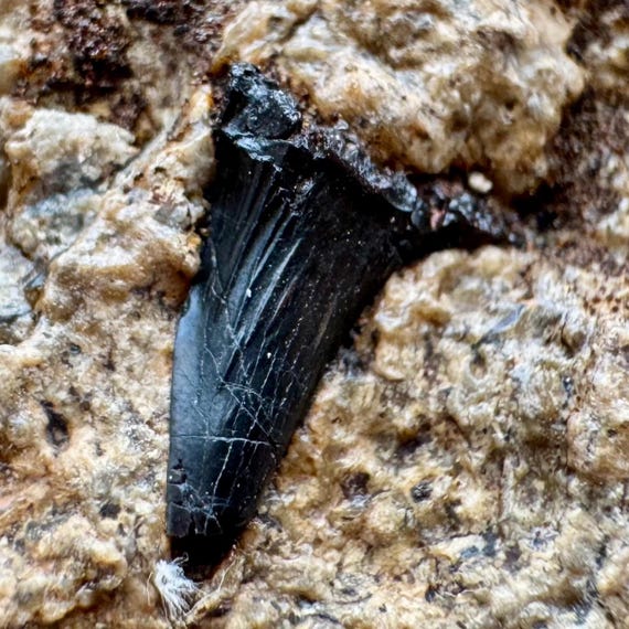 サメの歯の化石 | 白亜紀 | 本物の標本 | 真正性証明書 - Etsy 日本