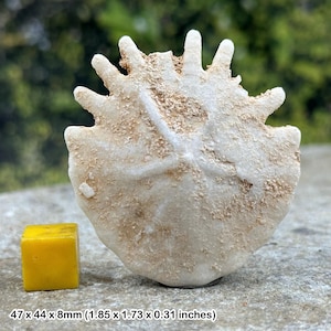 Fossil echinoid sand dollar - pliocene - morocco - genuine fossil with coa