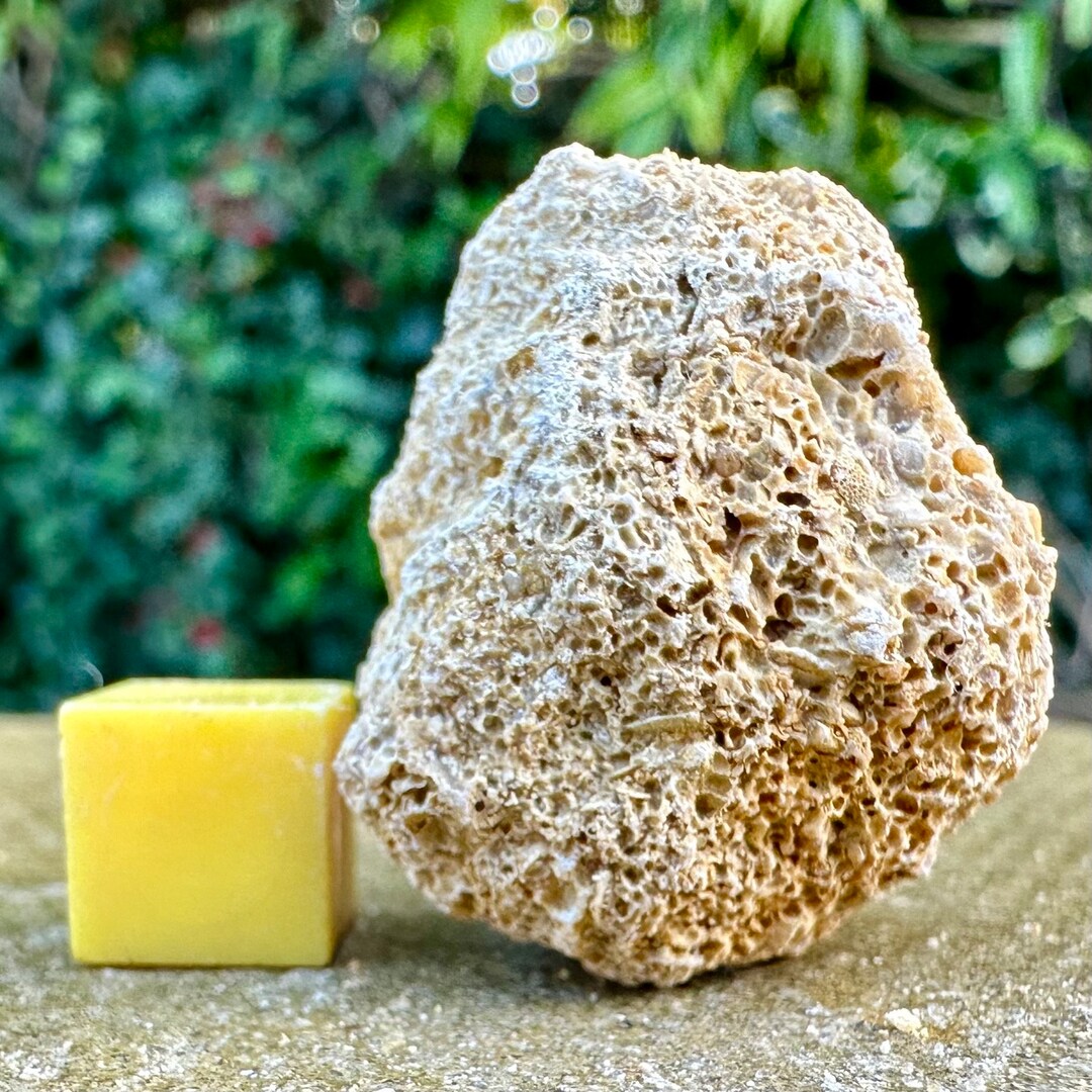 Jurassic Coral Fossil From Wiltshire UK Genuine Fossils for Etsy