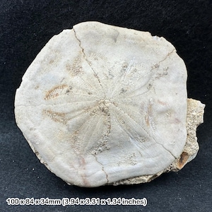 Gran fósil de equinoideo dendraster / era del Mioceno / Java Occidental, Indonesia / ejemplar auténtico con coa