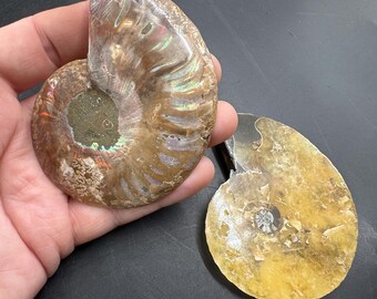 アンモナイトの化石ペア、白亜紀、マダガスカル産、天然の分割標本