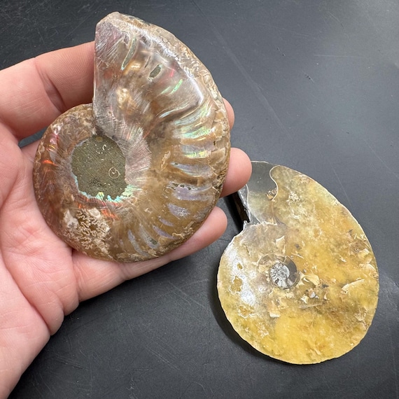 アンモナイトの化石ペア、白亜紀、マダガスカル産、天然の分割標本