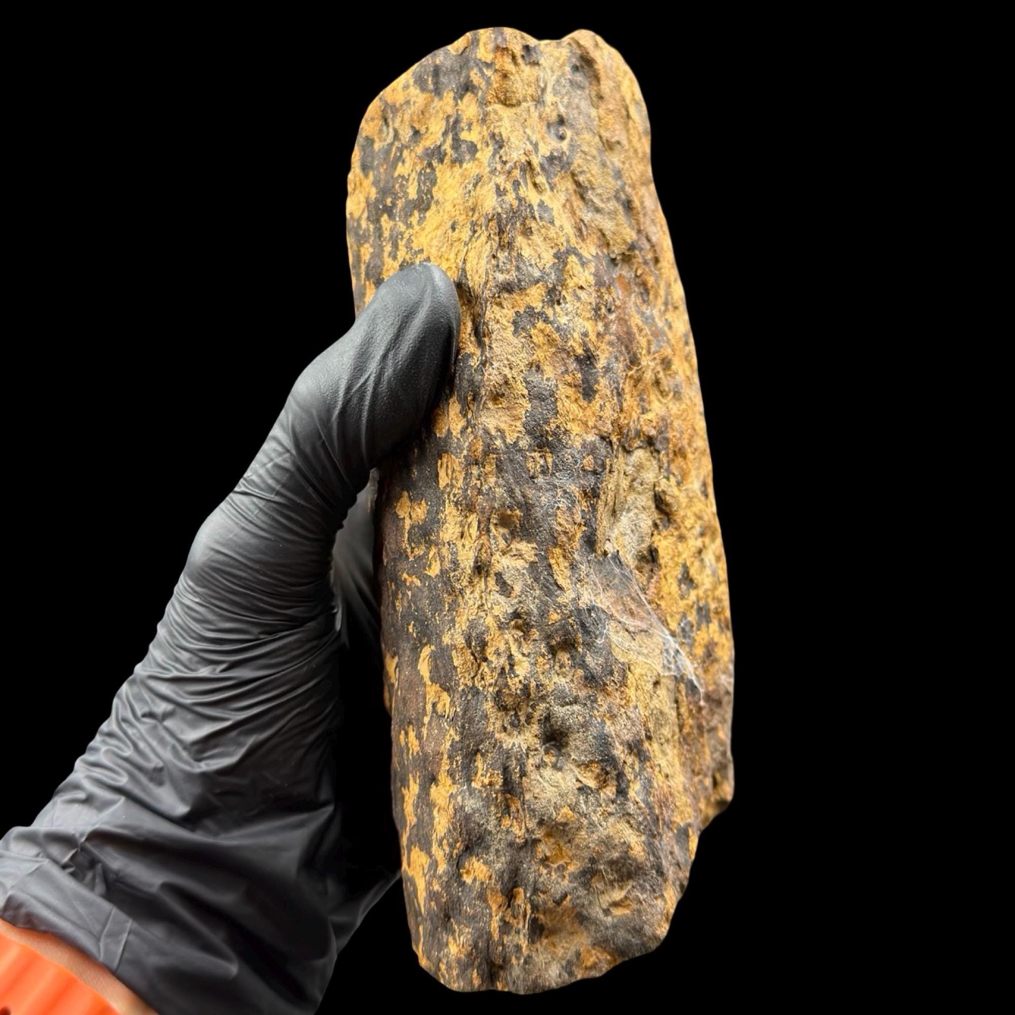 Lepidodendron Fossil Lycopod Wood Stigmaria Root Carboniferous Uk ...