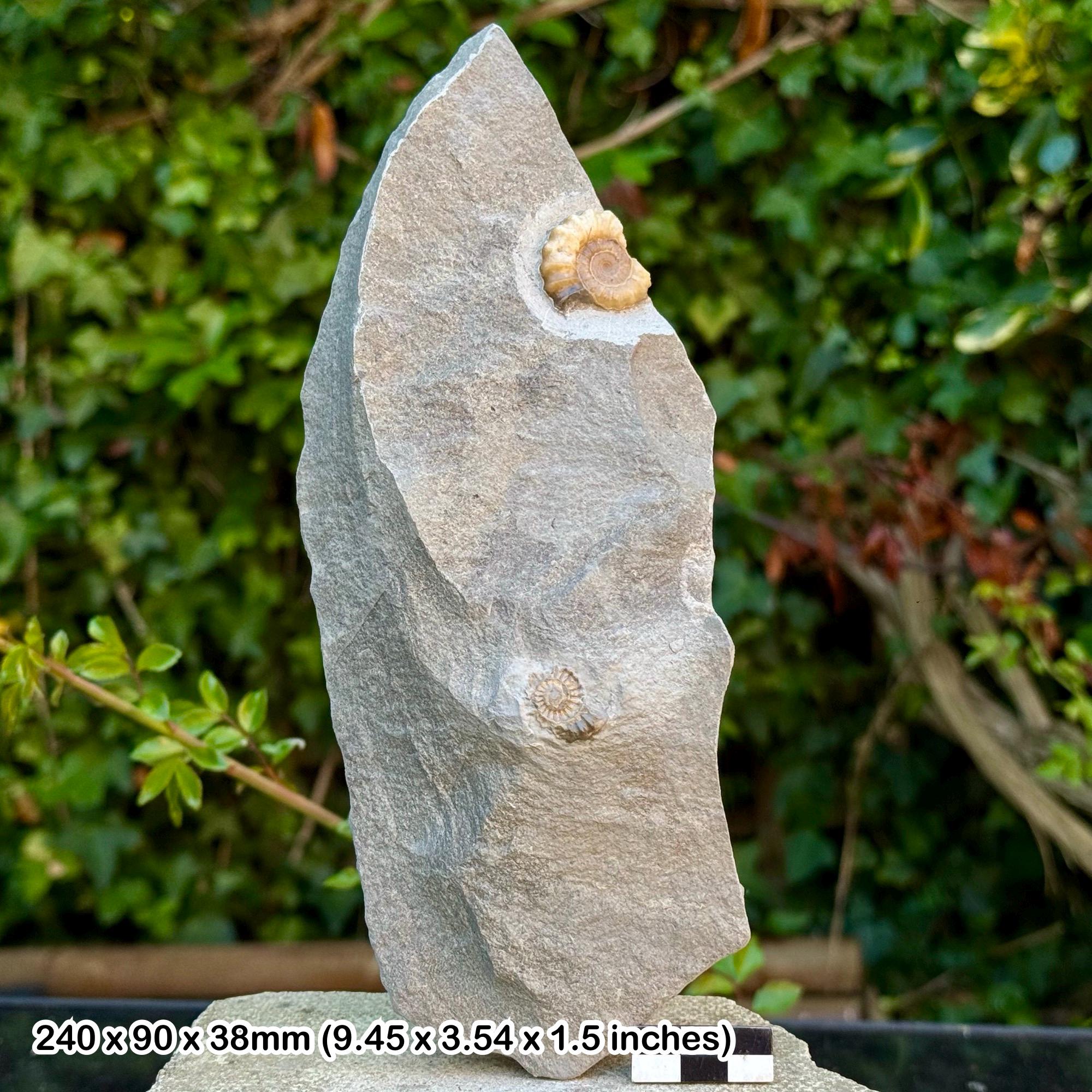 プロミクロセラスアンモナイト化石 - 方解石、ジュラシックコースト