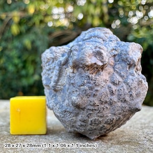 May include: A gray, irregularly shaped rock with a rough, textured surface. The rock is about 1.1 inches in diameter and is sitting on a gray surface. A yellow cube is in the foreground for size comparison.
