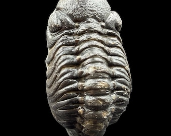 ゲラストス三葉虫の化石 - デボン紀、モロッコ - 古代の海洋生物