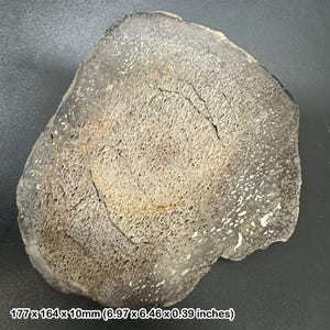 May include: A cross-section of a fossilized tree trunk, showcasing a circular shape with a textured surface. The fossil has a dark gray outer ring and a lighter, porous interior. Dimensions are 6.97 x 6.46 x 0.39 inches.