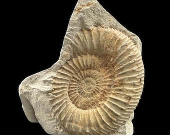 Ataxioceras subinvolutum ammonit fossil jurassisch kimmeridgium deutschland coa oberlangheim bavaria Sammlerobjekt