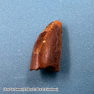 Spinosaurus dinosaur tooth fossil – genuine specimen – suchomimus  cretaceous certificated