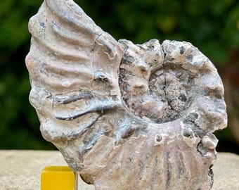 Rare dimorphoplites biplicatus fossil ammonite albian cretaceous mt carmel haifa israel with coa