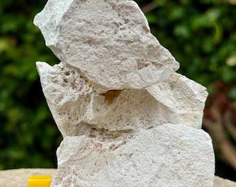 Rare fossil crab claw & fragments – notopocorystes – cenomanian, cretaceous – sussex uk – authentic crustacean fossil with coa