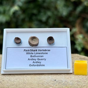 Rare collection of 3 small shark & fish vertebrae fossils, jurassic era, white limestone, ardley quarry, uk