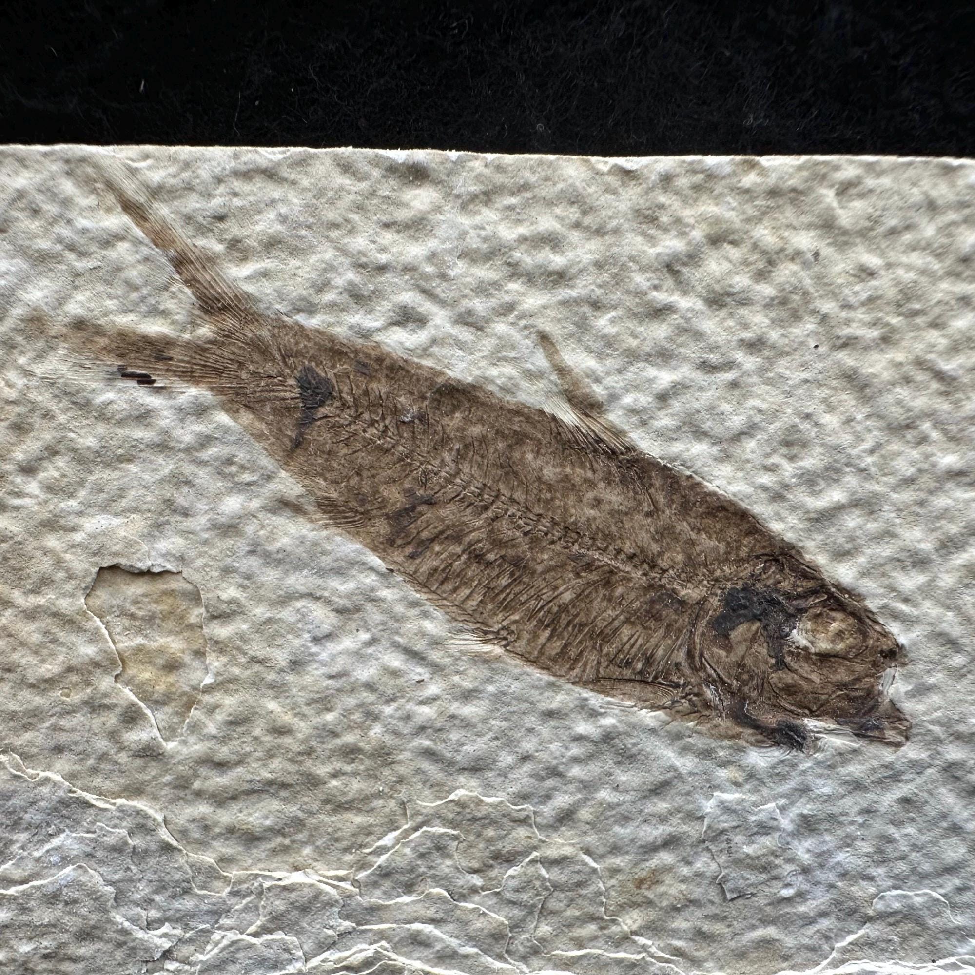 母岩中のナイティア・アルタ化石魚類 – 始新世、グリーンリバー層 