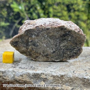 Coprolito de dinosaurio rugoso (excremento fósil) - Ejemplar auténtico - Certificado por Jurassic USA