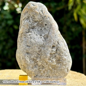 Jurassic crinoid star slab fossil on stand - charmouth, uk - authentic with coa