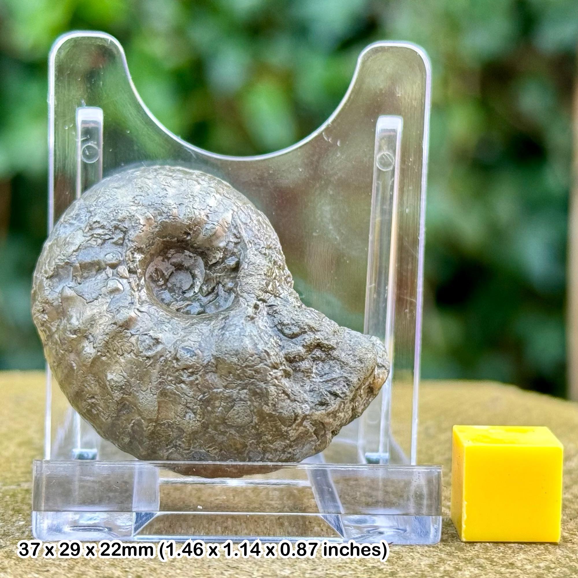 台付アンモナイト ヴァスコセラス 化石 鉱石 希少 インテリア 台付