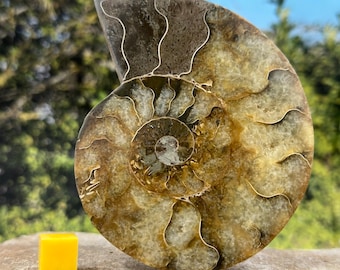 Cut & polished fossilized ammonite madagascar cretaceous