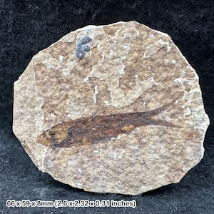 Eocen fossil fisk i matrix – äkta förhistoriskt ryggradsdjur – USA – naturhistorisk utställning – med äkthetsintyg
