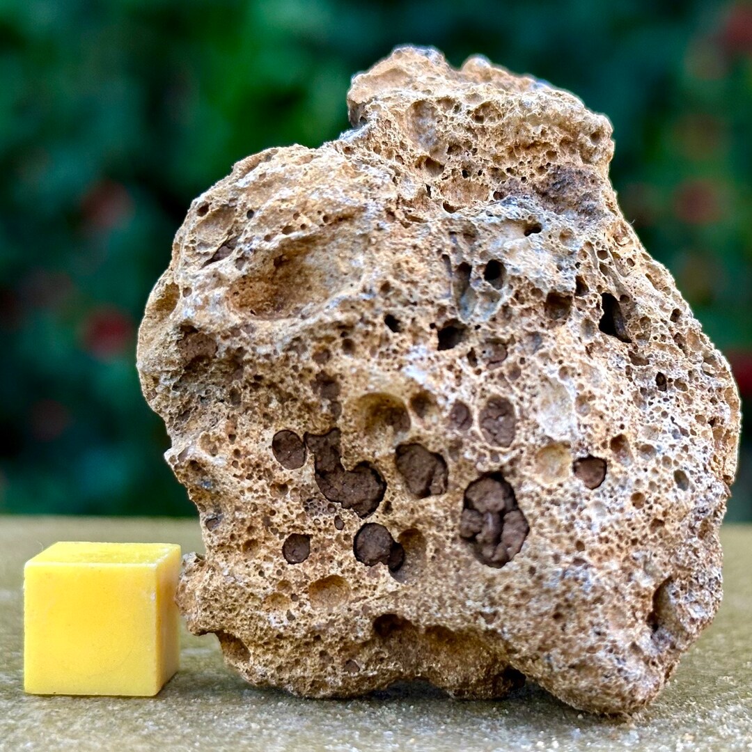 Jurassic Coral Fossil From Wiltshire UK Genuine Fossils for Etsy