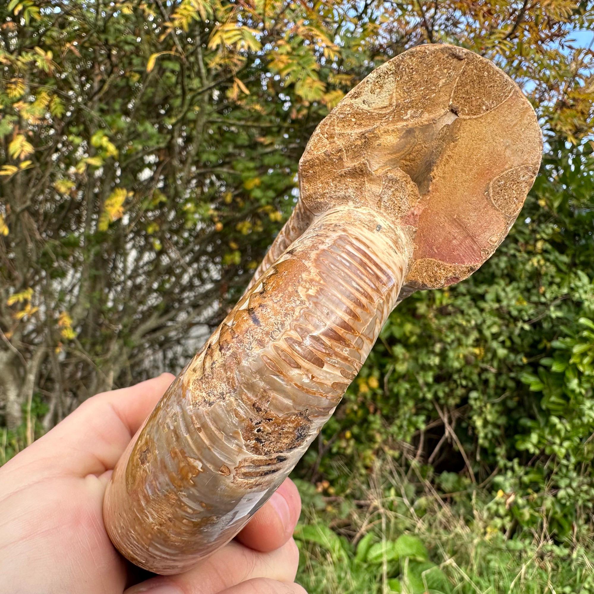 化石アンモナイト海洋動物、マダガスカルジュラ紀、本物、認定済み