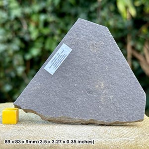 Palaeospondylus gunni fossil fish devonian achanarras limestone caithness scotland uk authentic rare specimen with certificate
