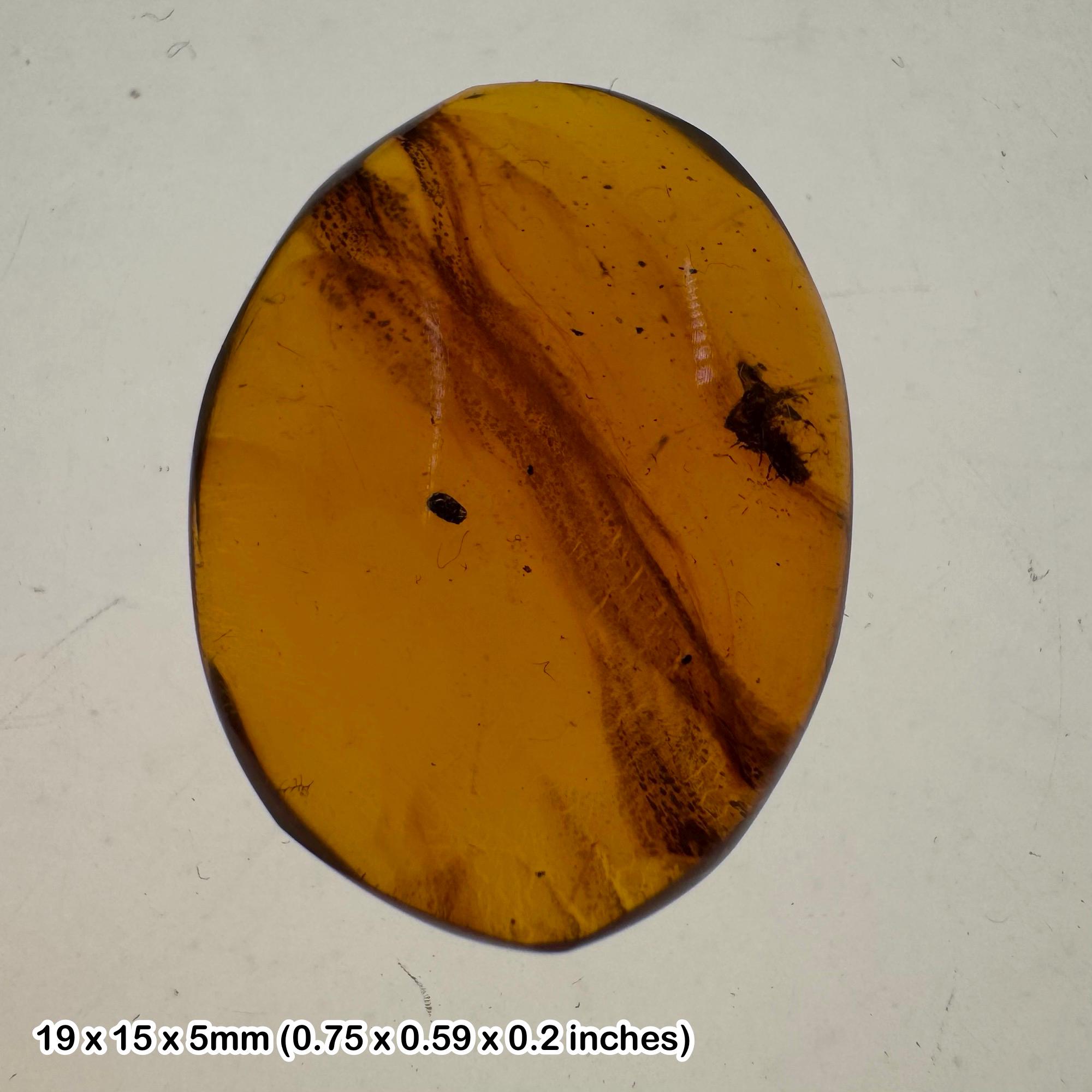 9900万年前のビルマ産琥珀の化石 – 紫外線蛍光琥珀の中の昆虫