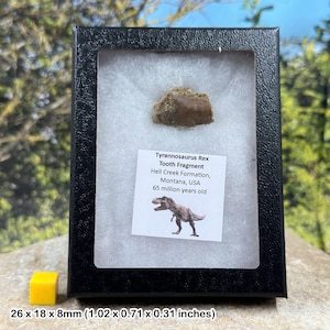 Authentic tyrannosaurus rex tooth (partial) – dinosaur fossil – hell creek formation – cretaceous – montana, usa – coa included