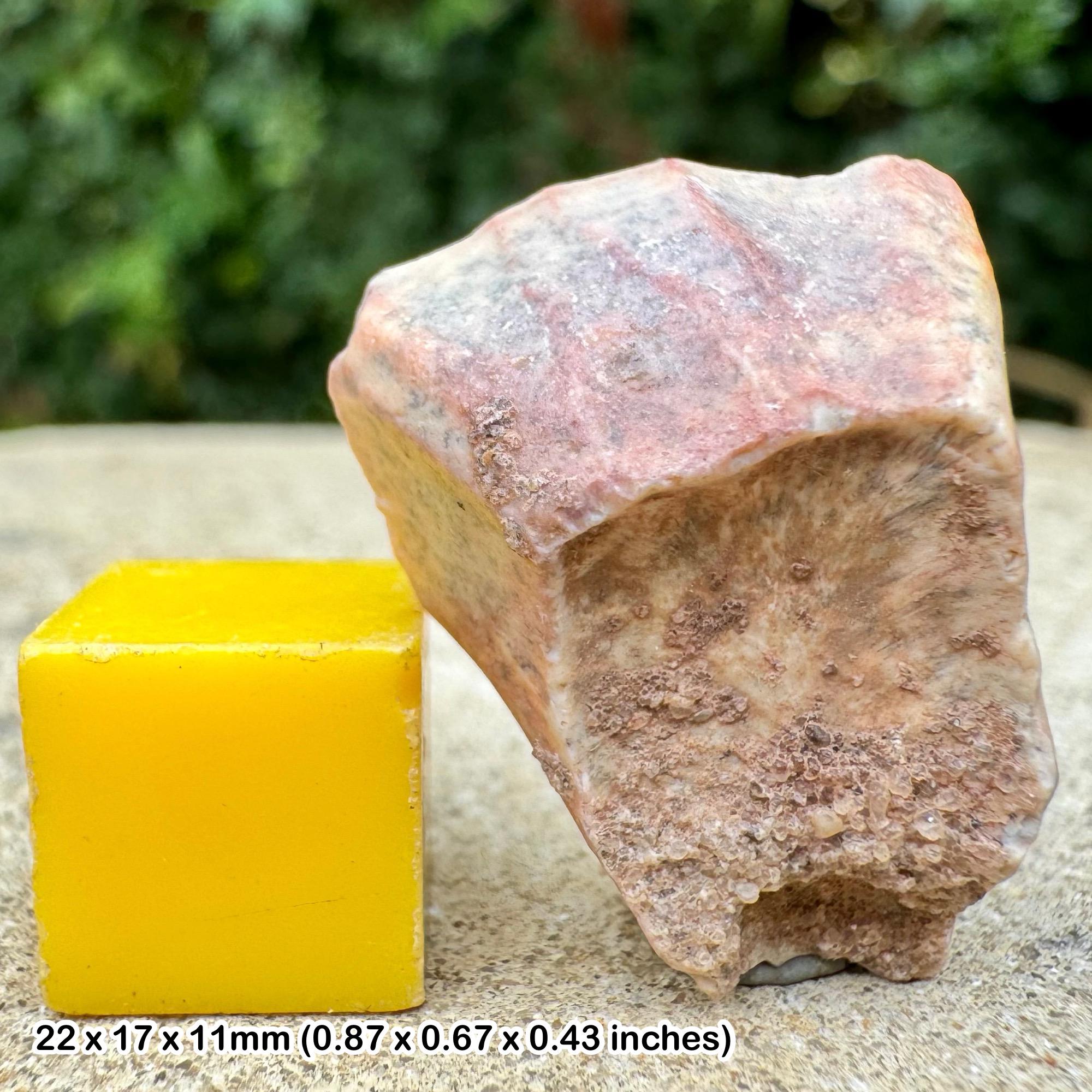 オウラノサウルスの歯　化石　ニジェール オウラノサウルスの歯 化石 ニジェール 1.7インチ スコミムス化石歯 1