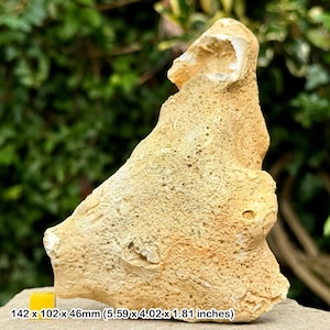 Fossil sponge in flint, grey chalk subgroup, cretaceous, branscome, devon, uk - genuine